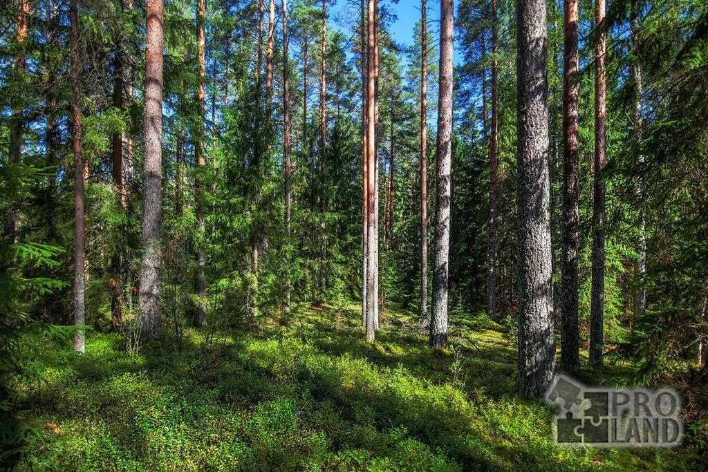 Леса в Рощино Ленинградской области. Сосновый лес Рощино. Рощино Сосновый Бор.