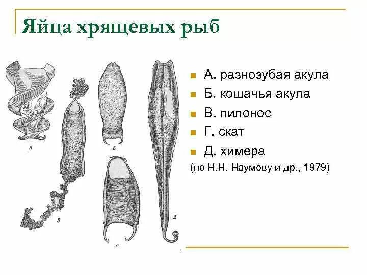Основные систематические группы класса хрящевых рыб. Основные группы хрящевых рыб. Живородящие акулы размножение. Систематика класса костные рыбы. Половая система и размножение у хрящевых рыб.