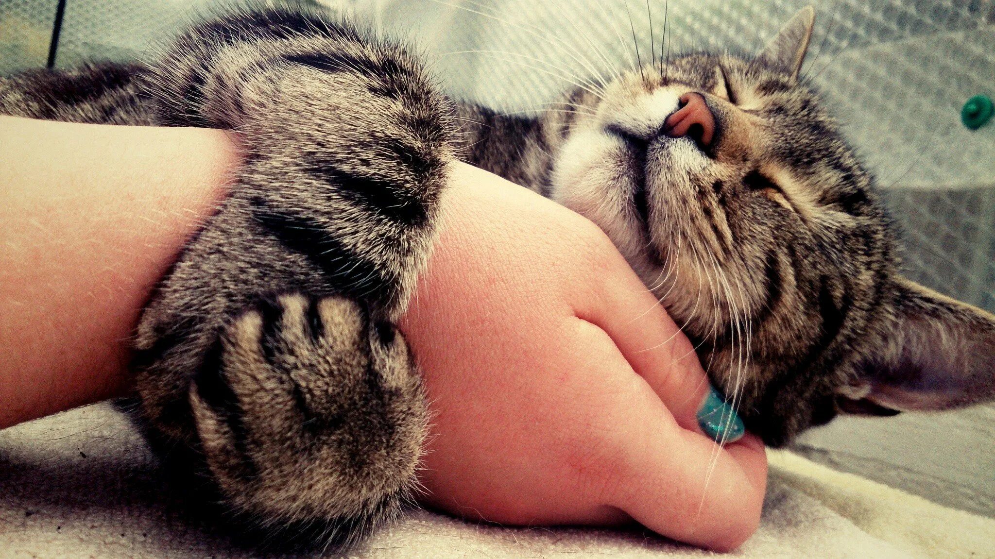 Кошка лежит на коленях. Женская рука гладит кота. Кошка вцепилась. Почему коты любят руки. Кусачая кошка.