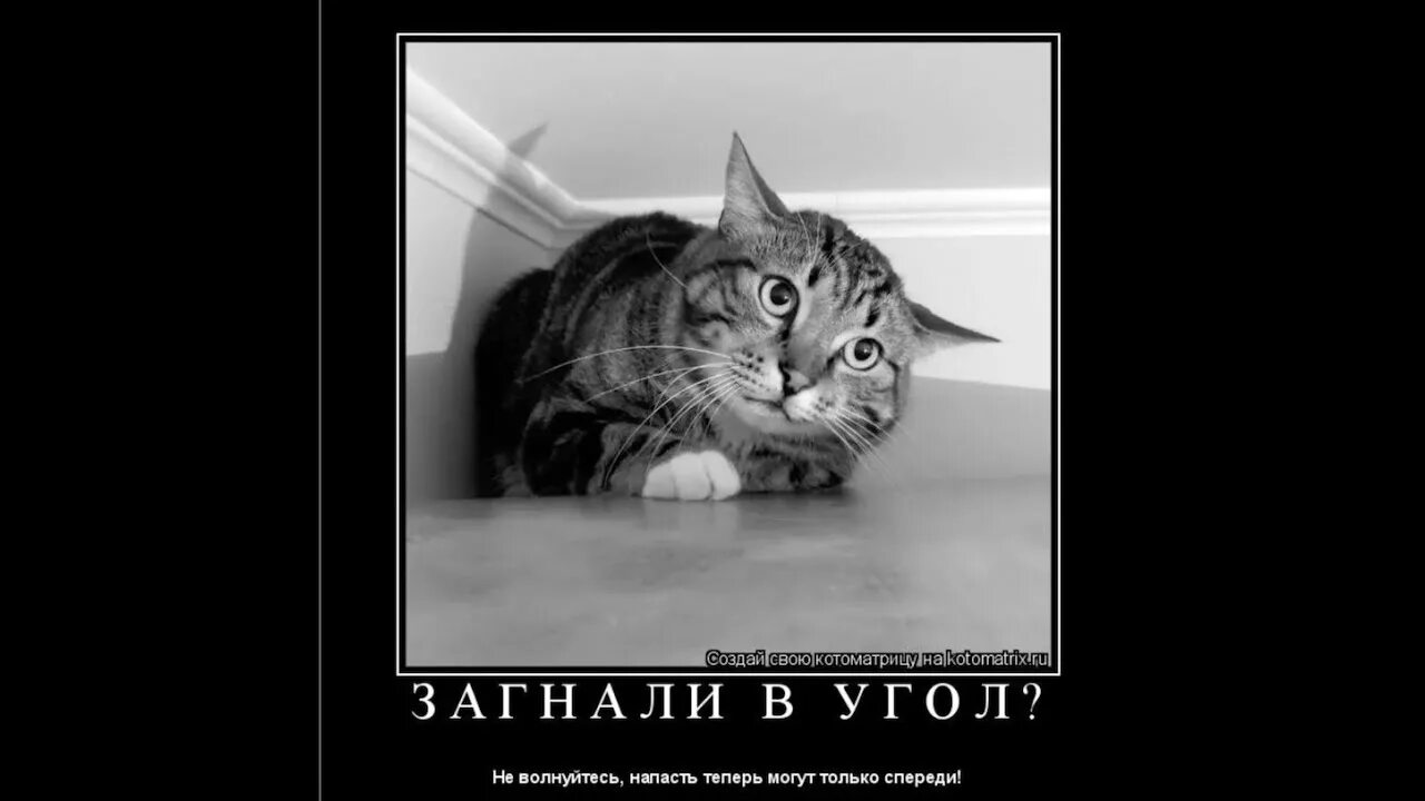 Угол зверь. Загнанная в угол. котик загнанный в угол. загнанный кот загнанный в угол. загнали в угол.