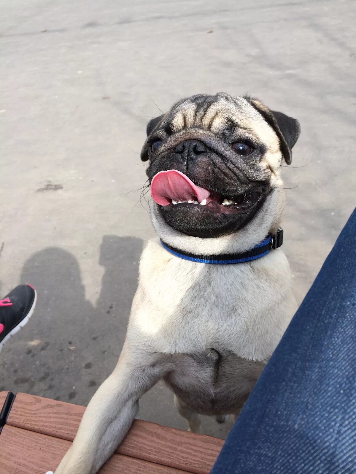 Шоколадка с мопсом. Тибетский мопс. Передержка мопс. Стоит ли заводить мопса. Стоит ли заводить мопса.