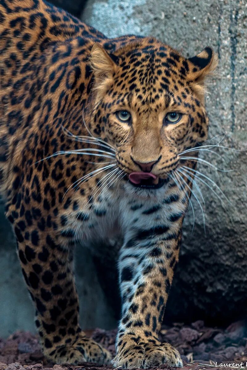 Просмотреть фотографии. Красивый леопард. Взрослый леопард. Леопард красиво. Кошки красивые леопард.
