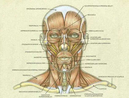 Head name