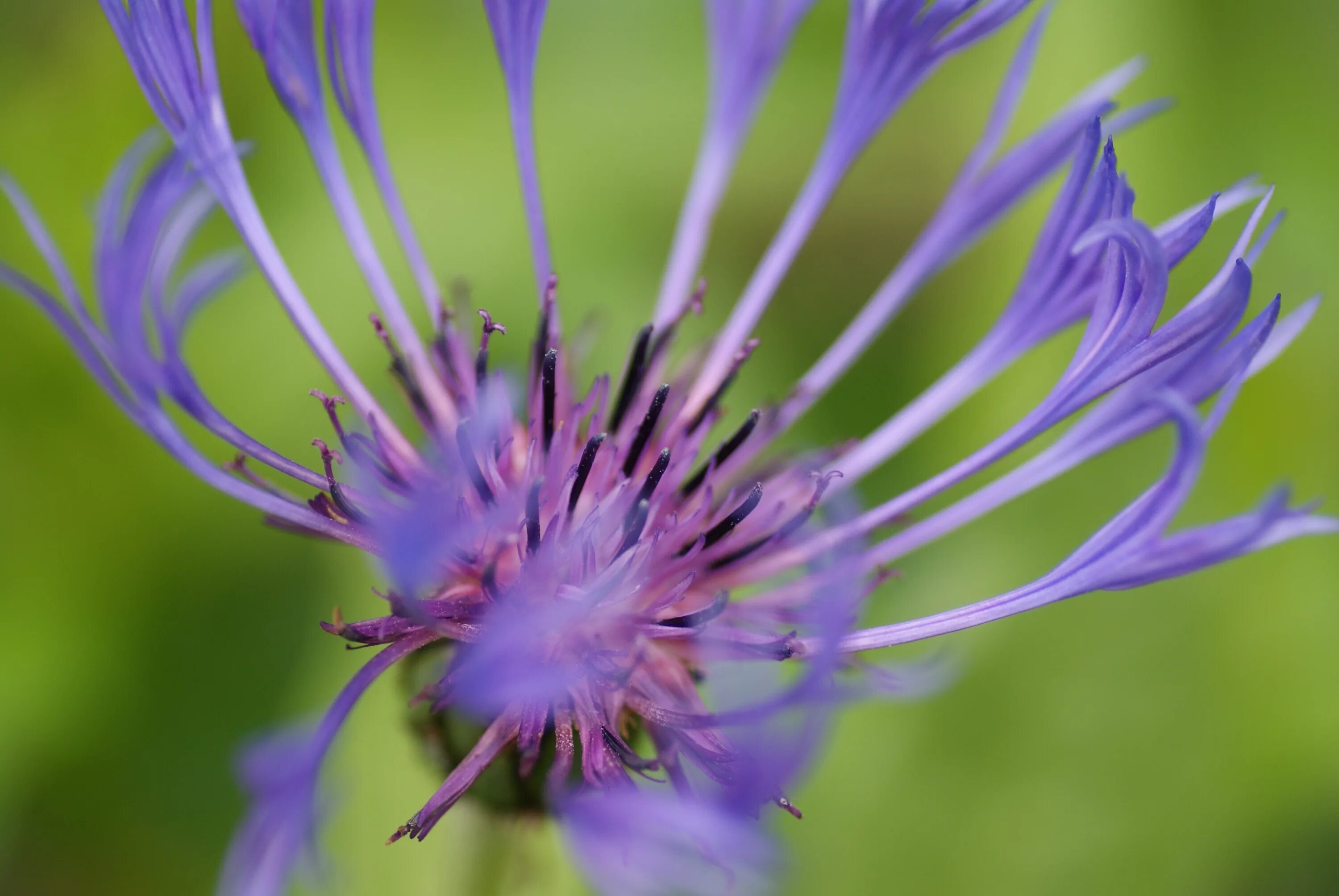 Василек centaurea montana. Василек перпл. Василек цветы. Цветы похожие на васильки. Цветок похожий на василек.
