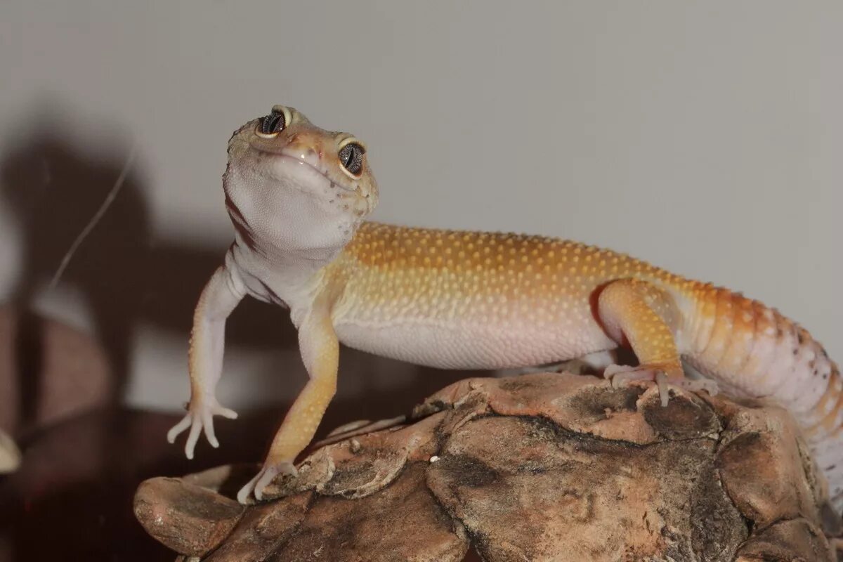 Геккон эублефар зеленый. Ящерицы для домашнего содержания. Геккон голубой эублефар. Бородатая агама зеленая. Ящерица пятнистый эублефар.