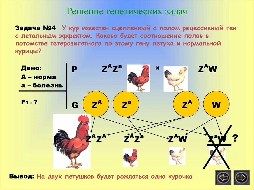 Задачи по генетике с решением 10. Решение задач на генетику. Как решать задачи на генетику. Как решать задачи по генетики. Задачи по генетике 9 класс биология с решением.