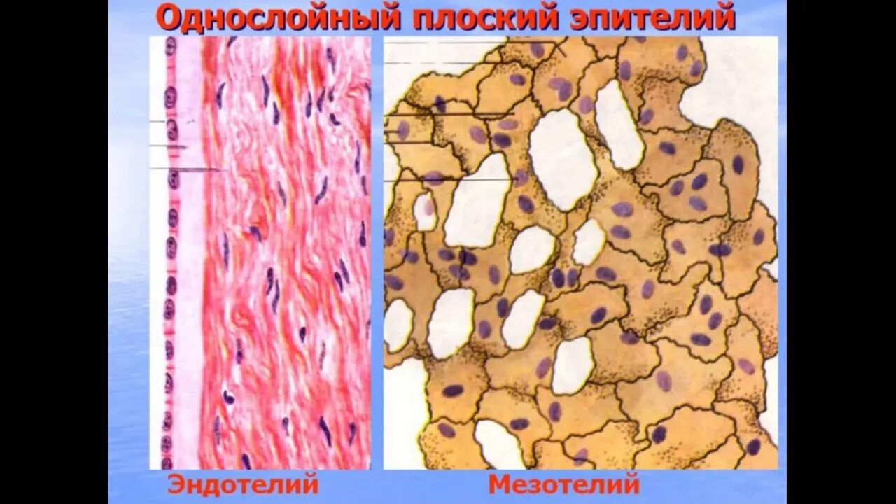 Однослойный плоский мезотелий. Однослойный плоский эпителий гистология. Мезотелий гистология. Однослойный плоский эпителий эндотелий. Мезотелий гистология препарат.