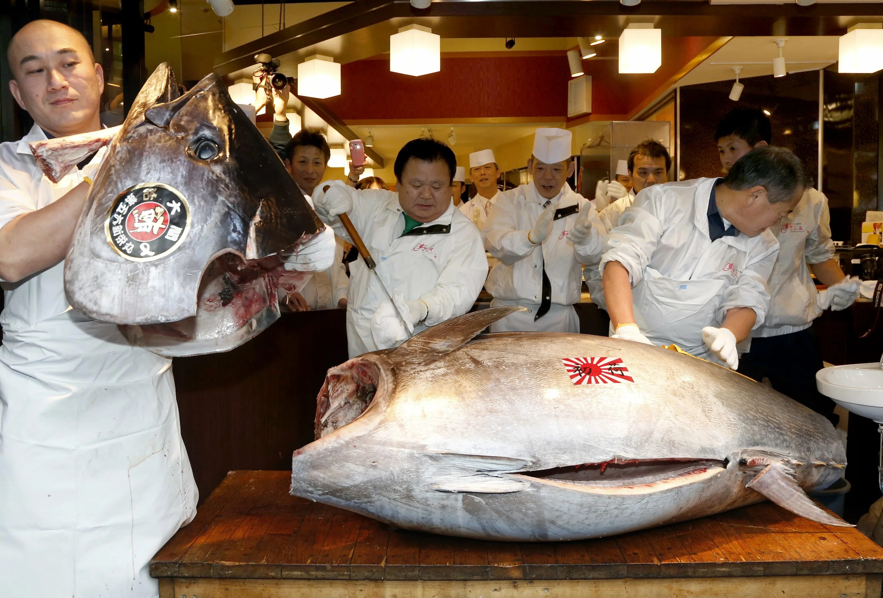 Мясо дорогих рыб. Тунец Bluefin. Малёк рыба тунец. Малек тунца. Самый крупный тунец.