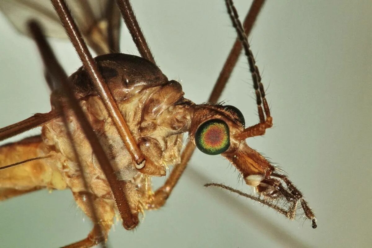 Как называется большой комар. Малярийный комар долгоножка. Комар гигант - долгоножка. Карамора комар долгоножка. Муха долгоножка.