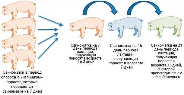 Беременность у свиней длится. Схема опороса свиней таблица. Таблица супоросности свиней. Таблица опороса свиней таблица. Как определить срок супоросности свиньи.