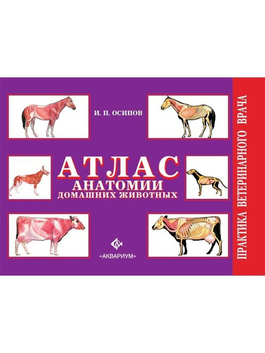 ) маккракен т. Атлас анатомии животных. Атлас анатомии животных. Анатомия животных автор акаевский 2009. Акаевский анатомия домашних животных.