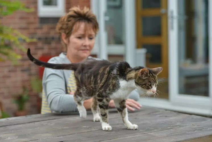 Почему коты возвращаются. 13 лет кошке. кошка возвращается домой фото. котята возвращаются домой. кошка вернулась домой.