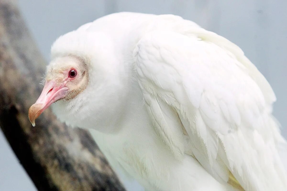 кит белуга или белуха. этрусский носорог. альбинос сканворд. чайка альбинос. сорока альбинос.