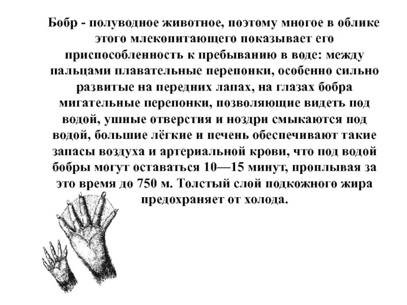 Значение бобра. Мигательная перепонка бобра. плавательные перепонки у бобров.