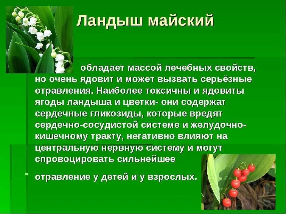 Отравление цикутой. Ядовитые свойства растений. Лекарственные травы ядовитые. Растительного происхождения ядовитыми. Ядовитые свойства растений.