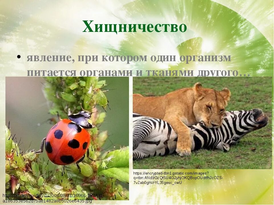 Хищничество является. Хищничество примеры. Типы хищничества. Тип взаимоотношения хищничество. Хищничество является.