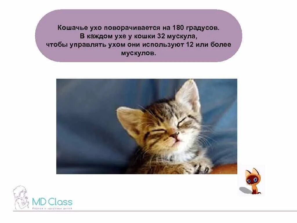 Почему кошка поворачивается. Кошачье ухо поворачивается на 180 градусов. уши кошки поворачиваются. кошки поворачивают уши на 180 градусов. ухо кошки на 180.