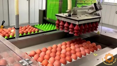 На птицефабрике упаковали 860 яиц в большие