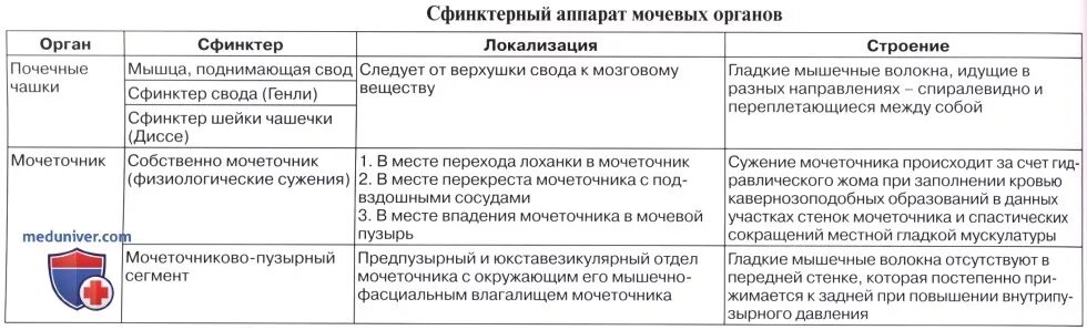 3 части мочеточника. Мочеточник части изгибы сужения таблица. Строение и функции мочеточника и мочевого пузыря. Мочеточники строение и функции. Сужения мочеточника анатомия.