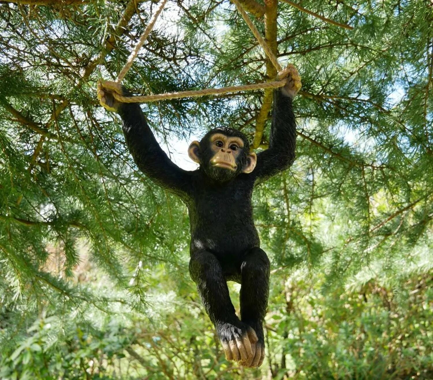 A chimp can climb
