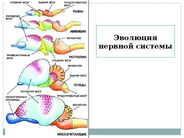 Таблица эволюции головного мозга. Эволюция головного мозга позвоночных таблица. Эволюция нервной системы позвоночных таблица. Нервная система рептилий. Эволюция нервной системы человека.