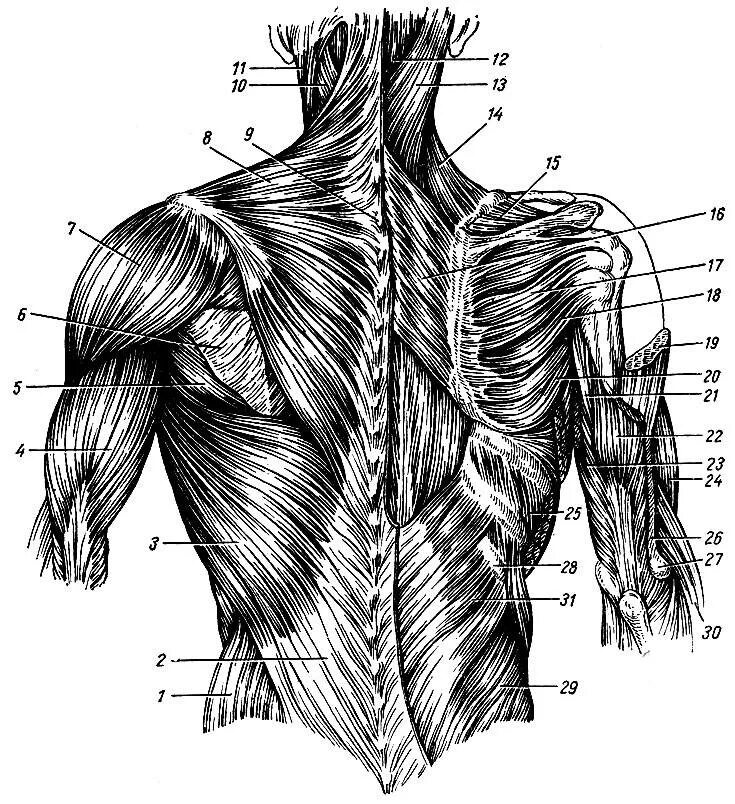 Поясница схема. Атлас Синельников мышцы спины. Мышцы спины анатомический атлас. Мышцы спины анатомия послойно.