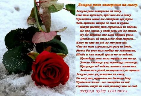 Алые розы стихи