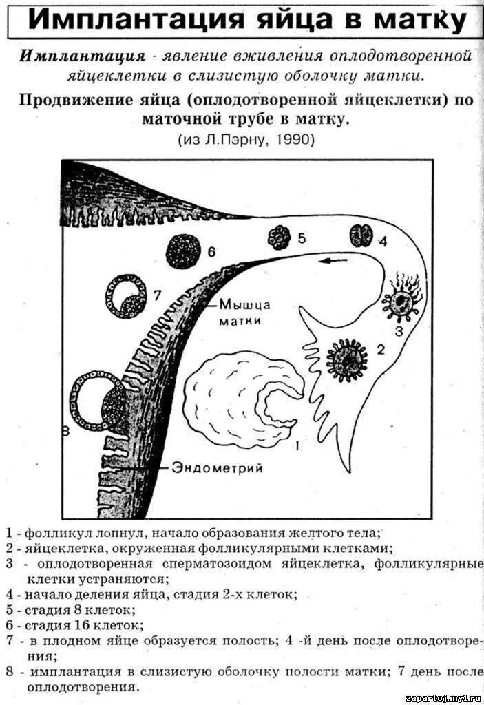 Прикрепление после овуляции. Процесс имплантации плодного яйца. Гормон яичника благоприятствующий имплантации плодного яйца. Плодное яйцо в матке схема. Внедрение оплодотворенной яйцеклетки в эндометрий.