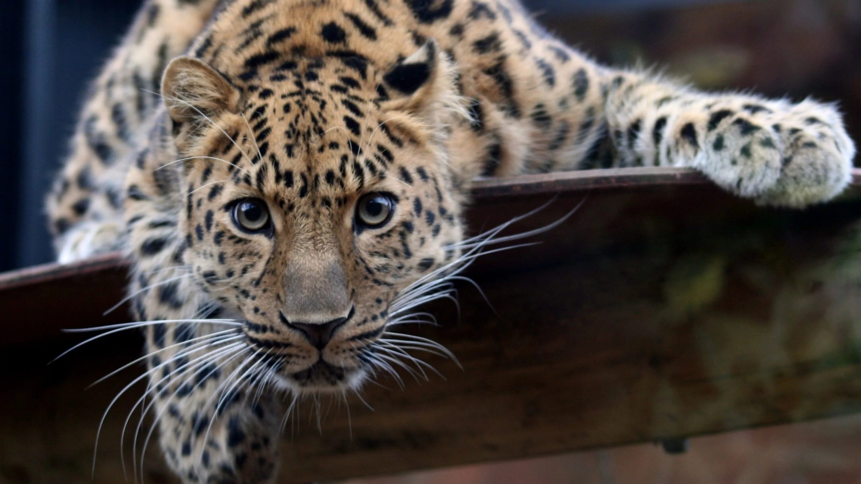 Переднеазиатский леопард. Дальневосточный леопард (Амурский леопард). Дальневосточный леопард пантера. Сибирский гепард.