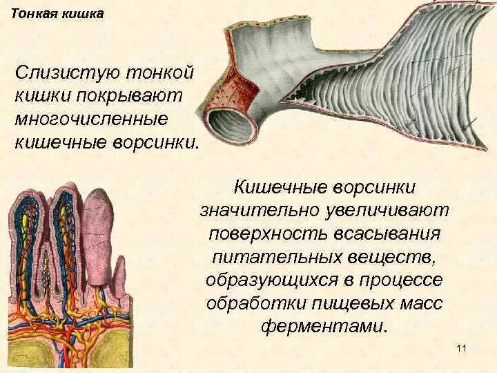 Ворсинки тонкого кишечника анатомия. Микроворсинки тонкого кишечника. Строение ворсинки двенадцатиперстной кишки. Слизистая оболочка тонкой кишки. Признаки тонкой кишки