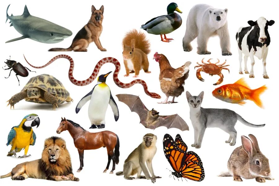 Где много звери. Множество животных. Много зверей. Несколько животных. Несколько животных на одной картинке.