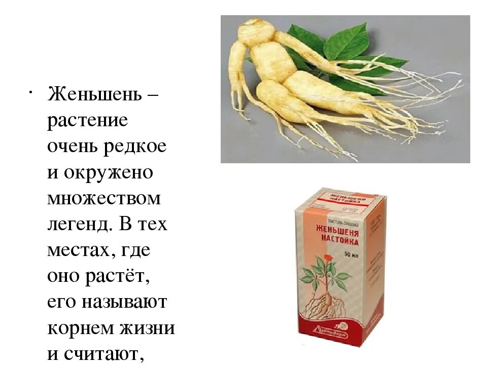 Корни которые можно есть. Женьшень ценное и редкое растение. Женьшень лекарственное растение. Корень женьшеня. Женьшень китайский.