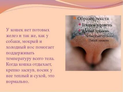 Мокрый нос сухой