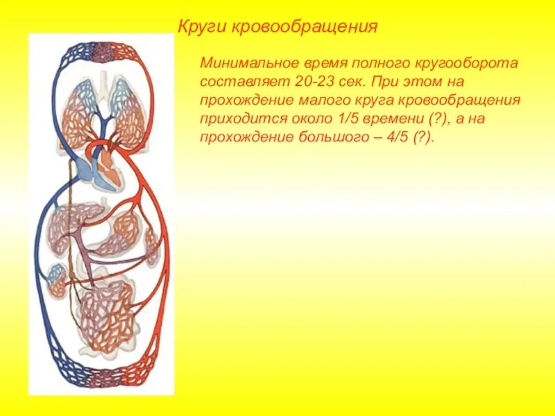 Кровеносная система человека выполняет. Органы кровеносной системы. органы кровеной системы. полный и малый круг кровообращения. система кровообращения человека состоит из.