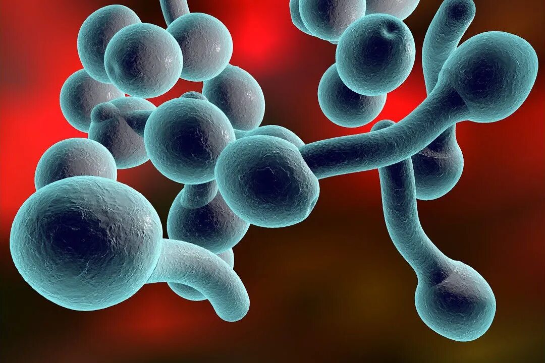 Гриб кандида лечение. Поражение грибком рода candida. Дрожжевые грибы рода candida. Дрожжеподобные грибы рода кандида. Кандида тропикалис под микроскопом.
