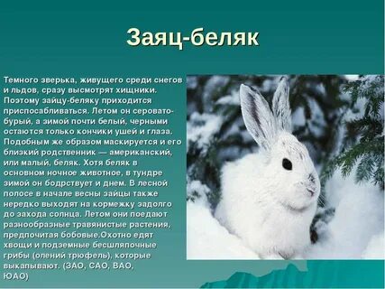 Почему называют зайчик