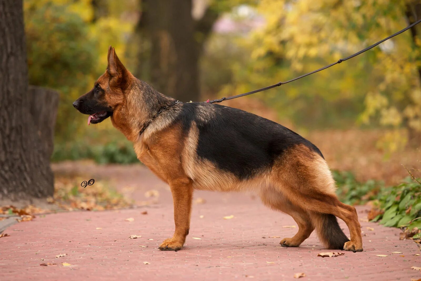 еда для немецкой овчарки. аппетит немецкой овчарки. немецкая овчарка ест.