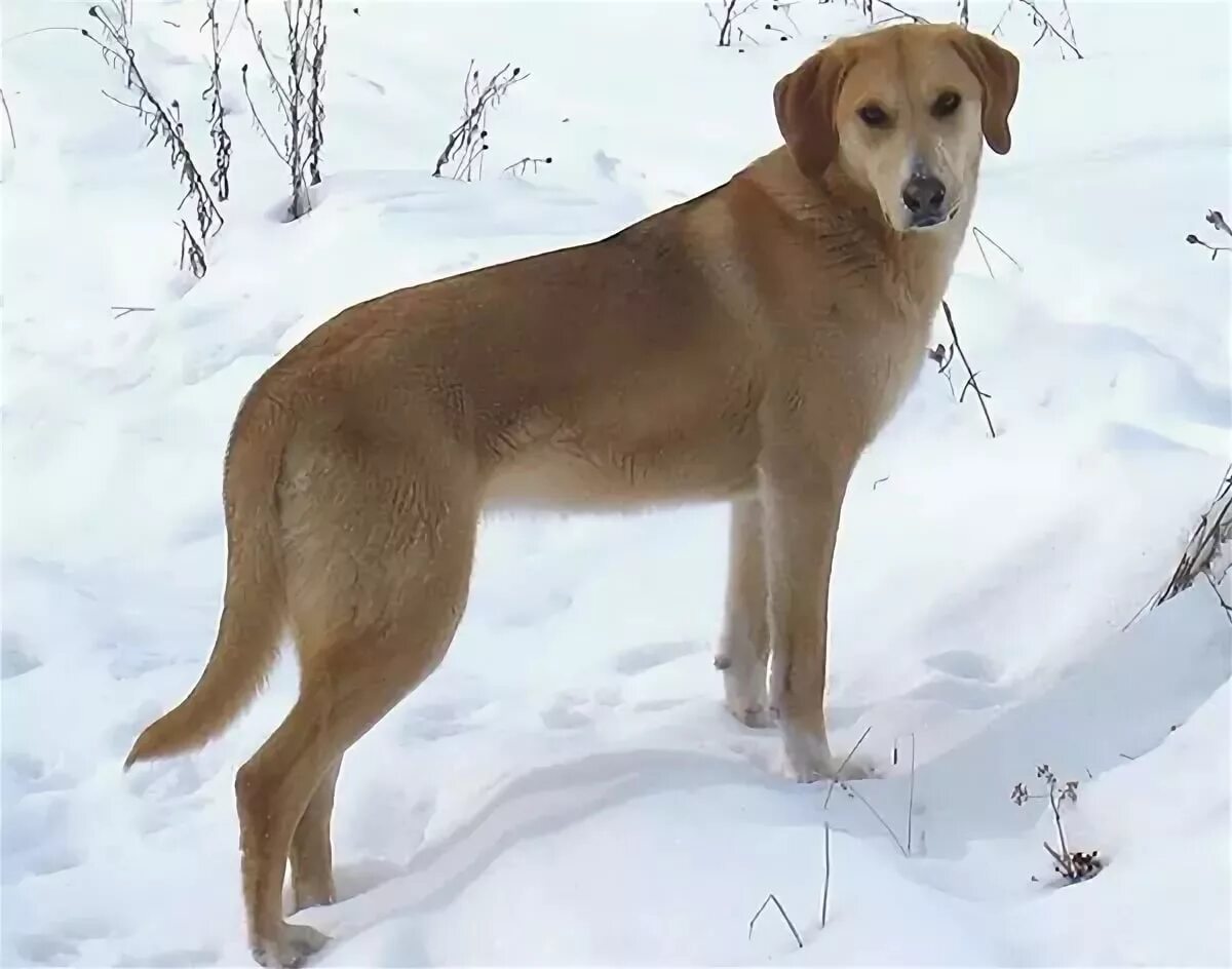 Покажи гончую собаку
