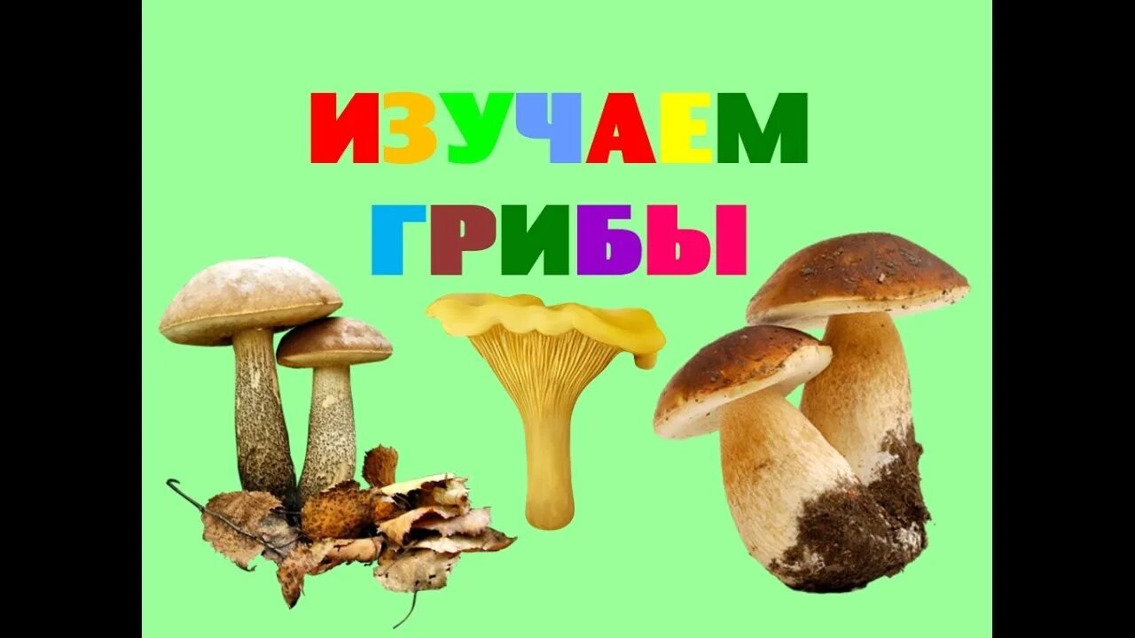 Грибы видео для детей