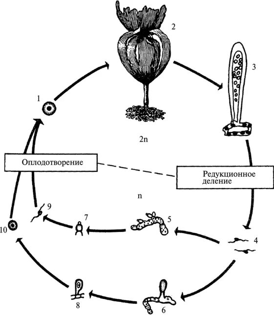 Цикл развития ламинарии. Жизненный цикл ламинарии схема. Цикл развития бурых водорослей схема. Цикл размножения ламинарии схема.
