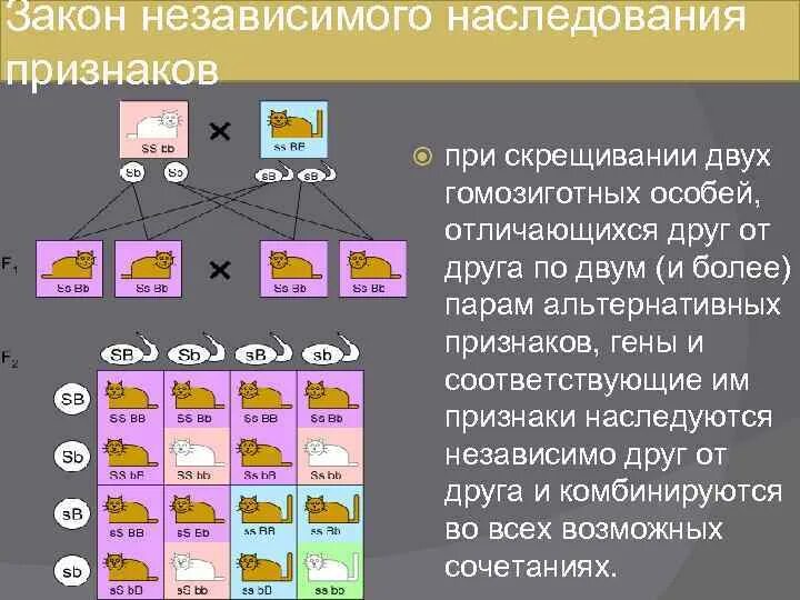 Закон независимого наследования Менделя. 3 Закон Менделя независимое наследование. Закон независимого наследования признаков. Закон независмиогонаследования признака. Скрещивание особей отличающихся друг от друга