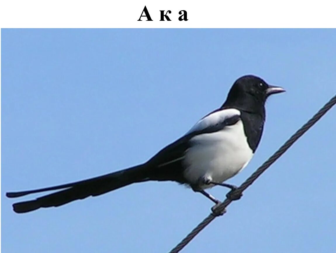Звон сороки. Сорока обыкновенная гнездо. Сорока обыкновенная гнездо сороки. Черная птица с длинным хвостом. Птица черно белая с длинным хвостом.