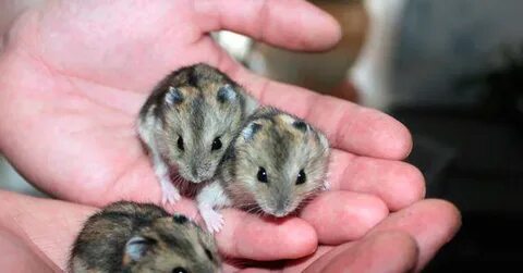 Джунгарский хомяк взрослые