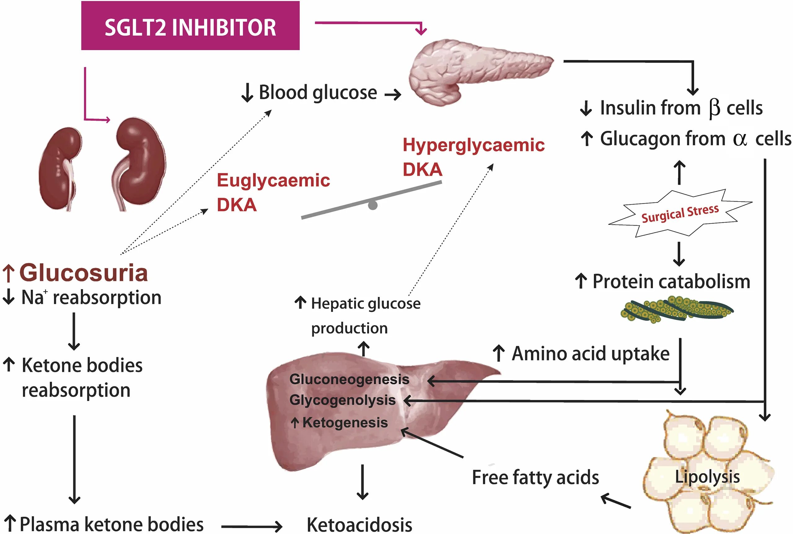 Sglt2 inhibitors. Sglt2 рецепторы. Ингибиторы SGLT-2 типа препараты. Ингибиторы натриево-глюкозного котранспортера-2.