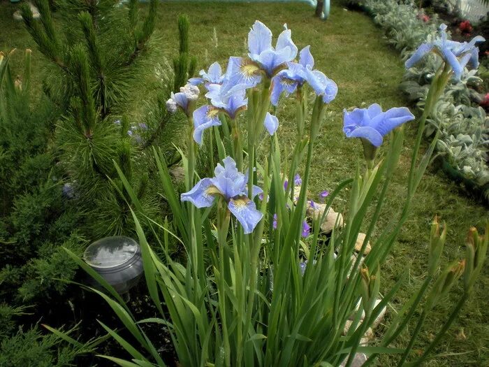 сосна ирис. сосна ирис. ирис чародеи. ирис одноцветковый. ирис сибирский малберри стрит.