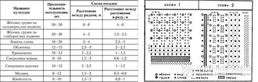 На каком расстоянии сажать груши друг. Расстояние между саженцами плодовых деревьев при посадке таблица. Плодовый сад схема посадки кустов. Схема посадки плодовых деревьев таблица. Высадка яблоневого сада схема посадки.