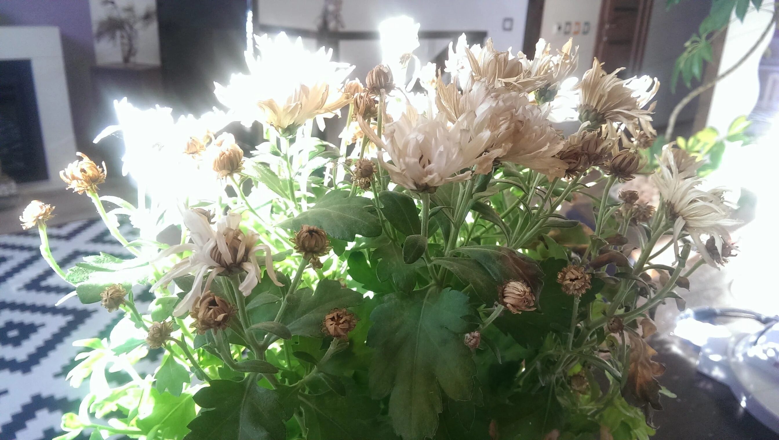 Ожог листьев. Вредители хризантемы мультифлора. Болезни хризантемы мультифлора. Вредители хризантемы мультифлора. Почему у хризантемы сохнут листья.