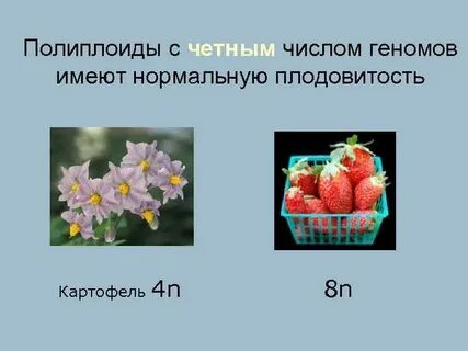 Получение полиплоидов в селекции