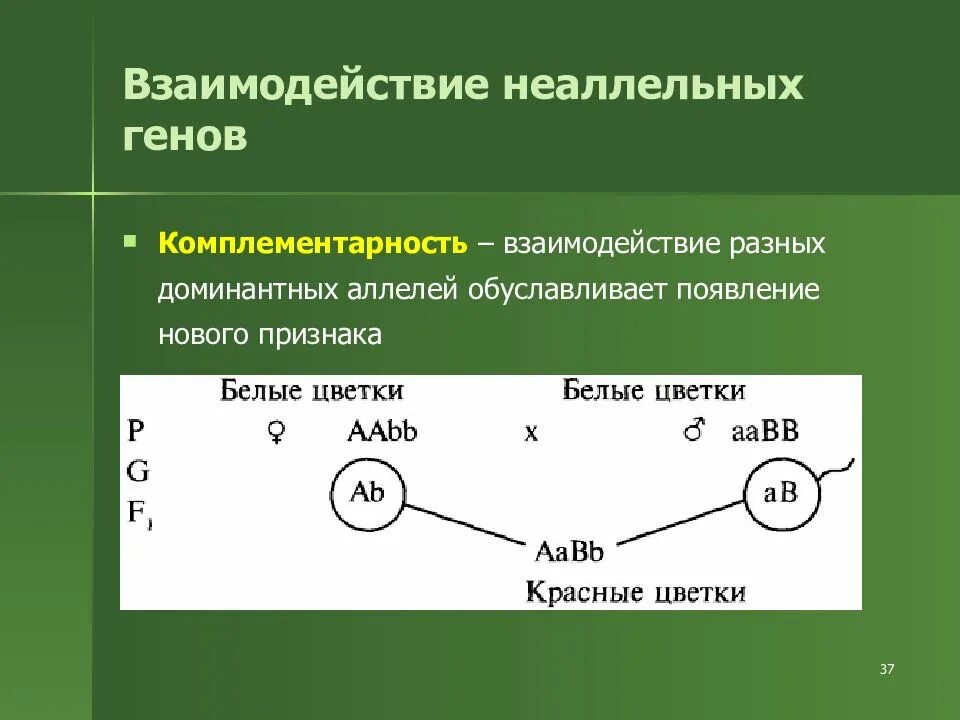 Появление новых аллелей генов. Неаллельные взаимодействия генов комплементарность. Взаимодействие генов неаллельных генов. Взаимодействие неаллельных генов комплементарность. Неаллельные гены примеры.