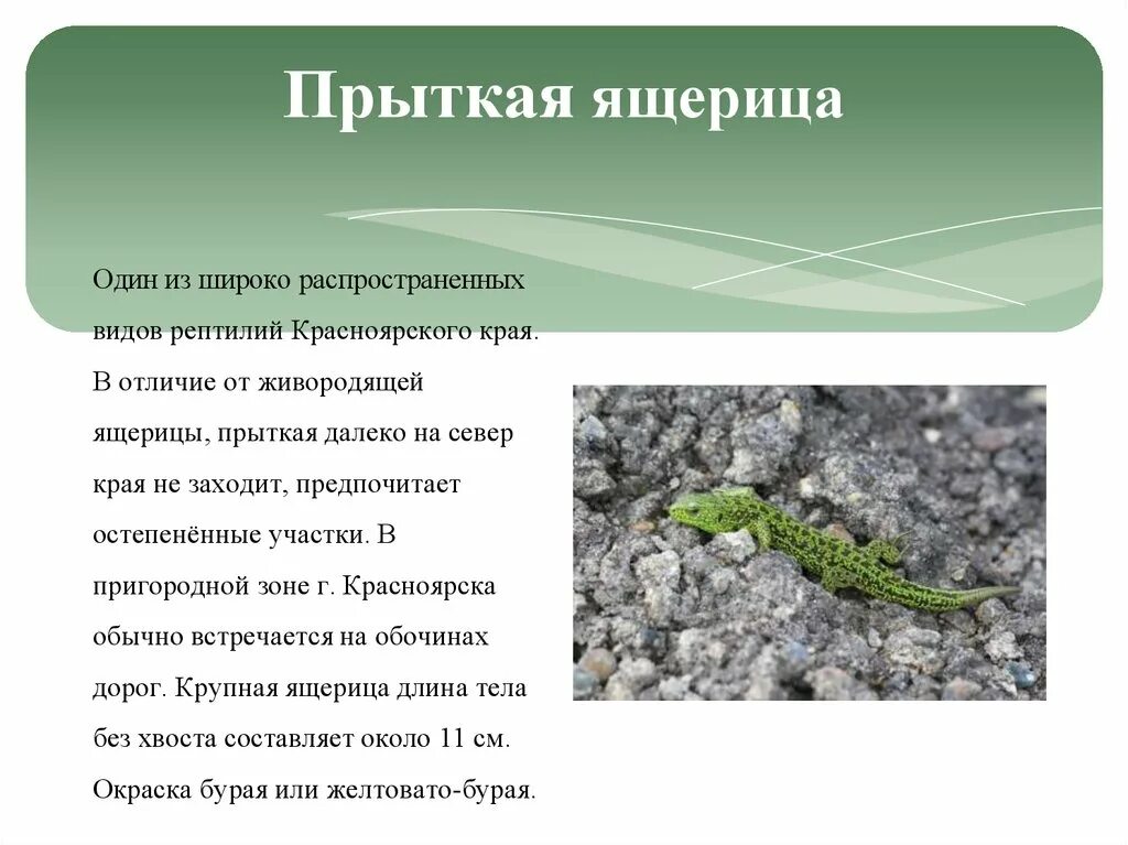 Анализ ящерица. Среда обитания прыткой ящерицы. Прыткая ящерица место обитания. Прыткая ящерица приспособление. Образ жизни прыткой ящерицы.